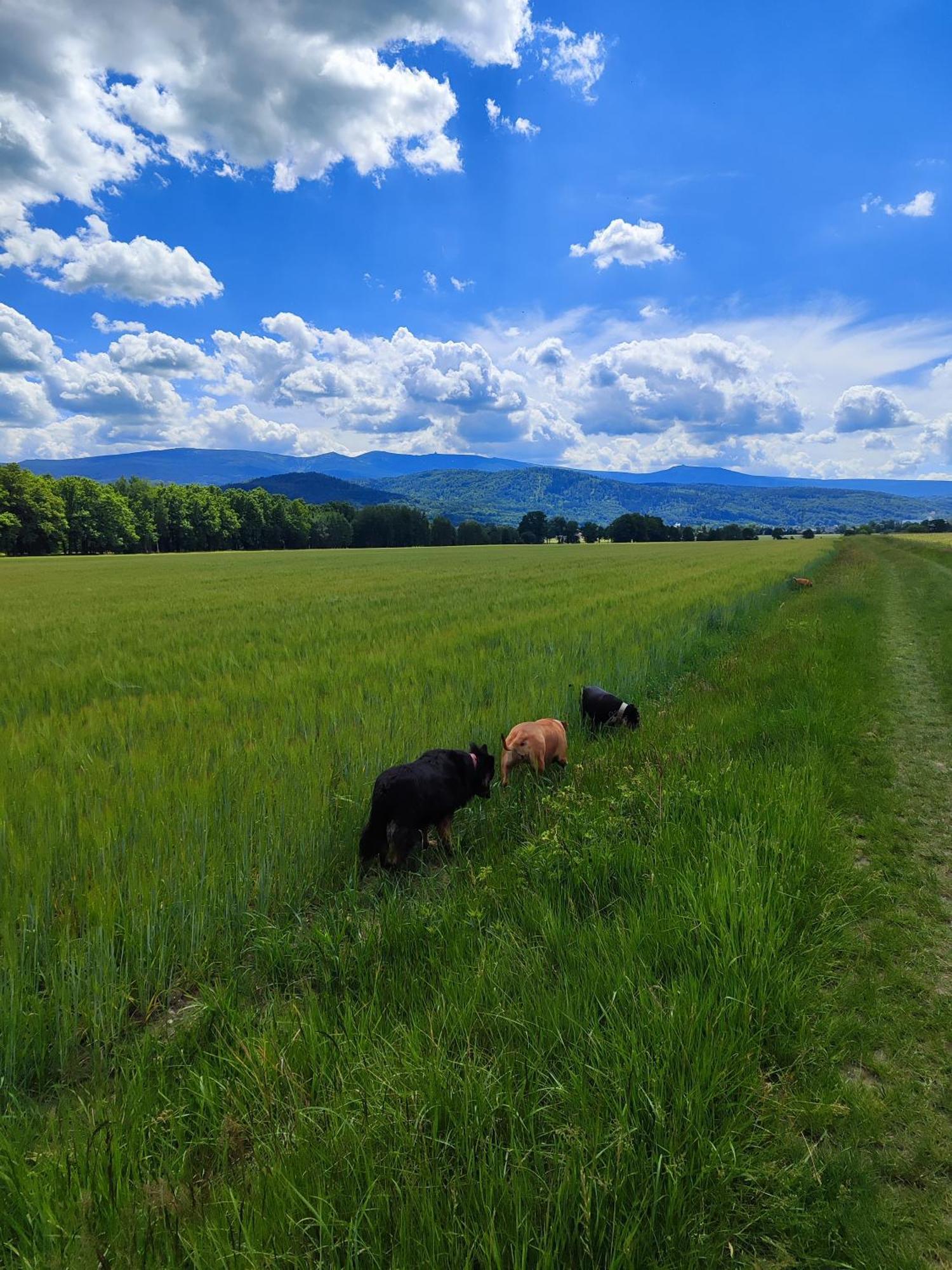 Domki Sniezka Wojcieszyce Buitenkant foto